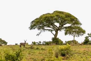 草原上的动物跑来跑去免抠