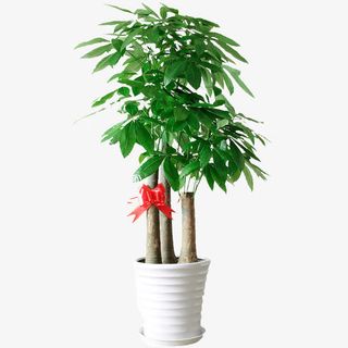 大型发财树盆栽免抠