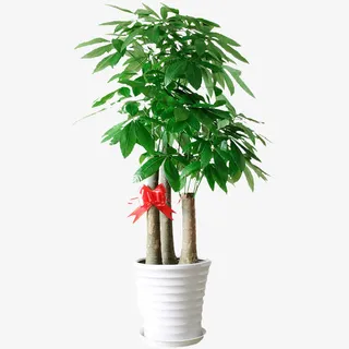 大型发财树盆栽免抠