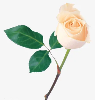 一束玫瑰花大骨朵透明免抠