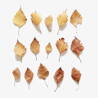 枯黄的枫叶免抠