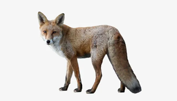 野生狐狸免抠