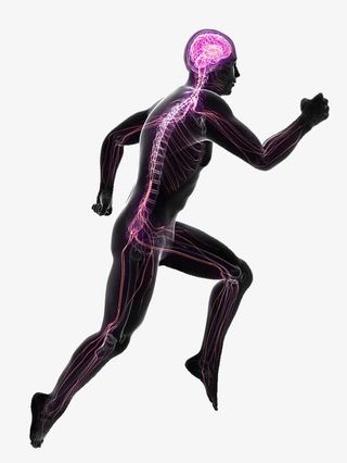 大脑运动神经反射免抠