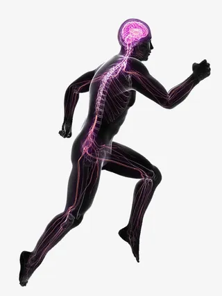 大脑运动神经反射免抠