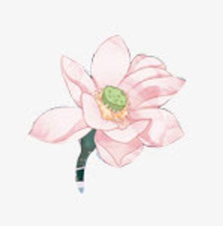 荷花红色荷花小荷花免抠