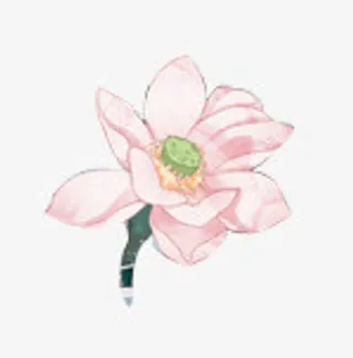 荷花红色荷花小荷花免抠