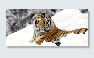 雪地老虎背景图高清