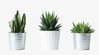 仙人掌芦荟室内绿色植物盆栽免抠