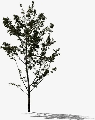 黑色树干树枝医院免抠