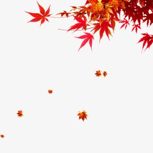 枫叶免抠漂浮叶子元素