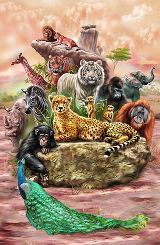 动物 老虎 狮子 孔雀 猴子高清