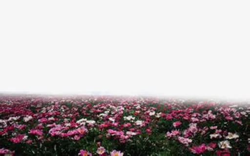 阴天花海免抠