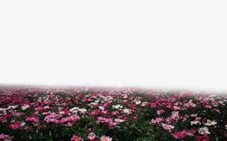 阴天花海免抠