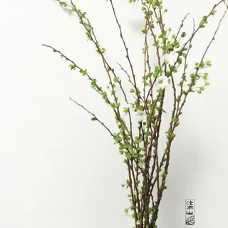 绿色树枝简约壁纸免抠