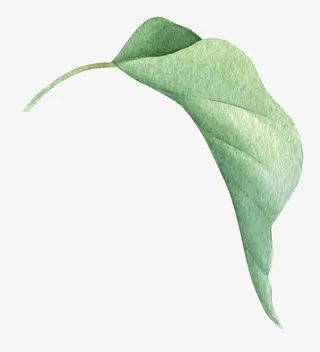 卡通绿叶装饰手绘文艺小清新免抠