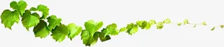 绿色清新树叶春天装饰免抠
