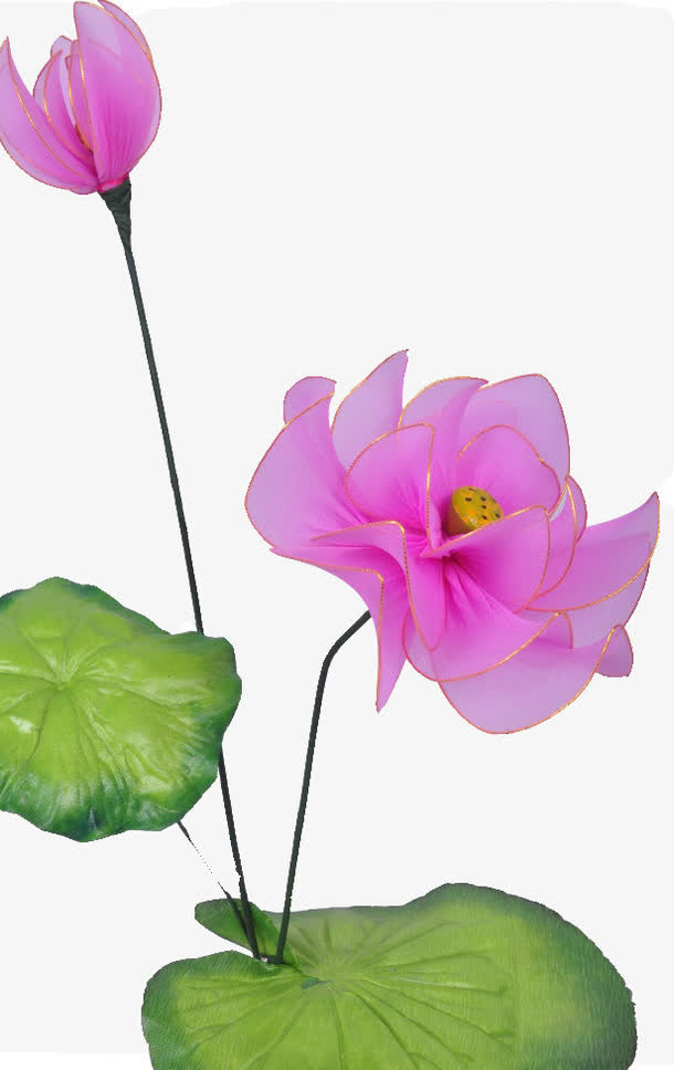 玫红荷花免抠