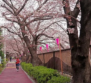 美丽的东京樱花免抠