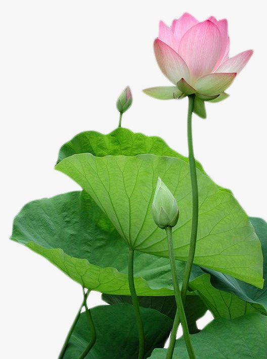 免抠荷花素材免抠