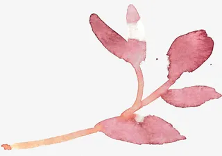 粉色水粉叶子素材免抠