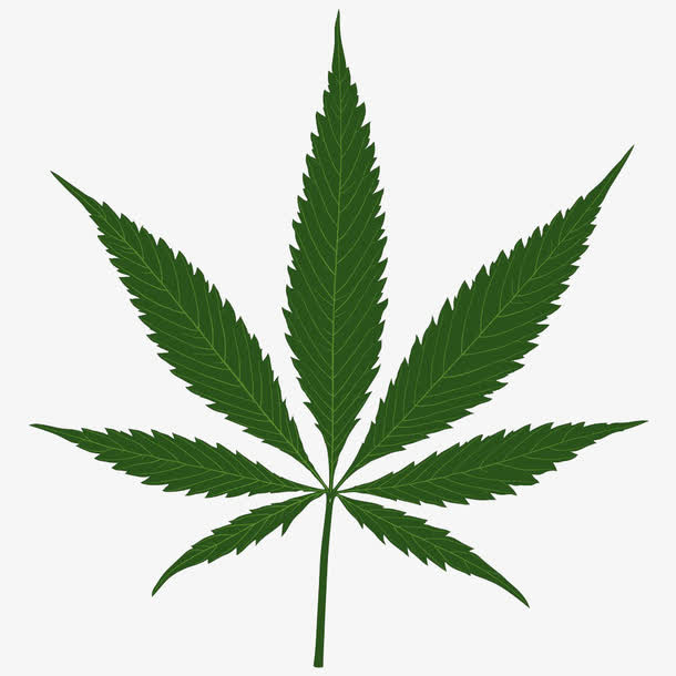大麻叶插画免抠