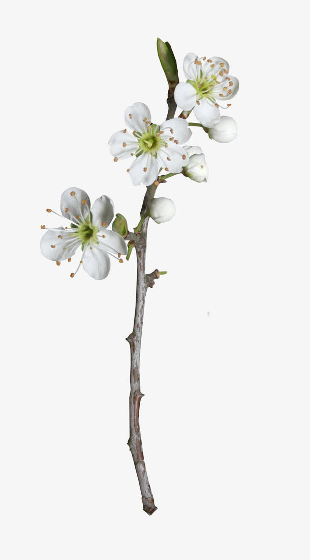 白色花朵免抠