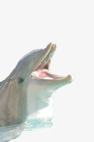大叫的海豚免抠