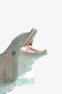 大叫的海豚免抠 大叫的海豚免抠