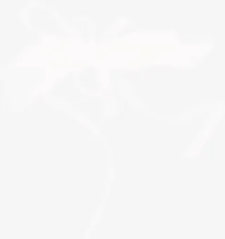 白色蝴蝶结免抠