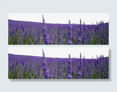 浪漫薰衣草花海花丛免抠