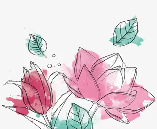 荷花手绘免抠