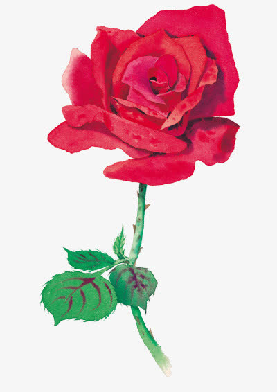 鲜花花卉抽象花朵免抠