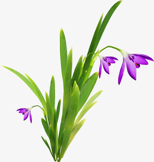 漂亮藏红花花枝免抠