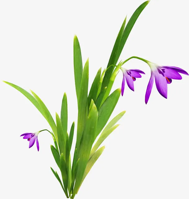 漂亮藏红花花枝免抠