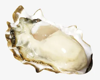 剥开的生蚝素材免抠