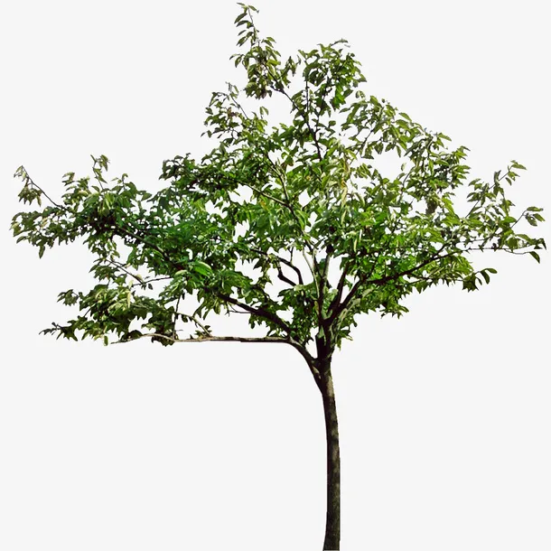 柿子3免扣素材免抠