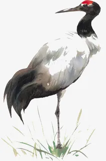 水墨风丹顶鹤免抠