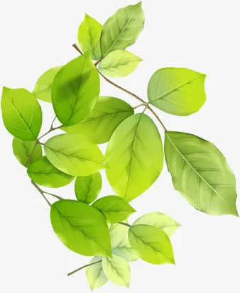 春天清新手绘树叶免抠
