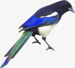 蓝色喜鹊手绘创意免抠