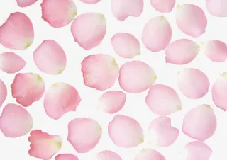 樱花花瓣png图片免抠