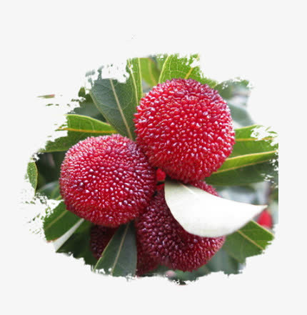 墨迹中的新鲜杨梅免抠