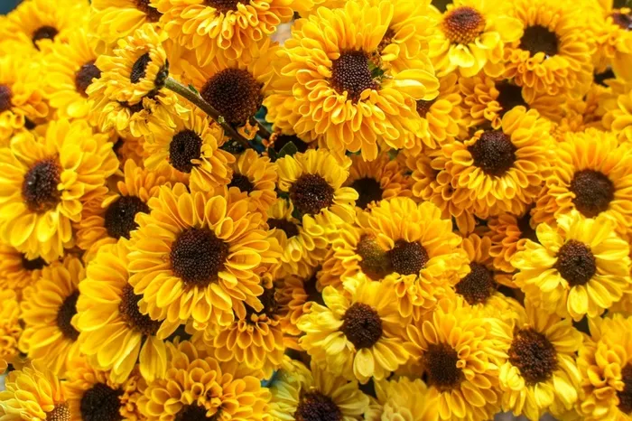 黄色的菊花花海高清