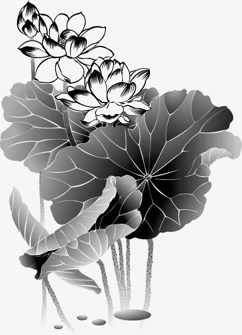 荷花免抠
