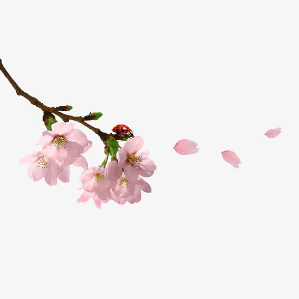 淡粉一枝桃花飘落花瓣免抠