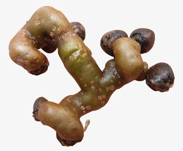 创意版的拐枣食物免抠
