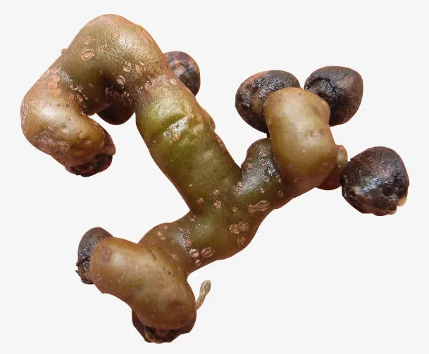 创意版的拐枣食物免抠