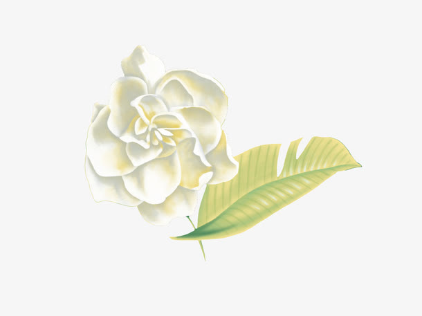 手绘白色鲜花免抠
