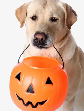 万圣节小狗免抠