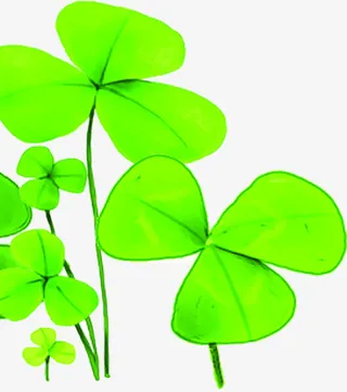 春天鲜艳三叶草花朵免抠