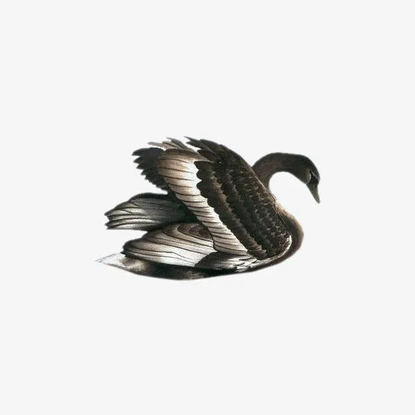 黑色天鹅中国风素材免抠